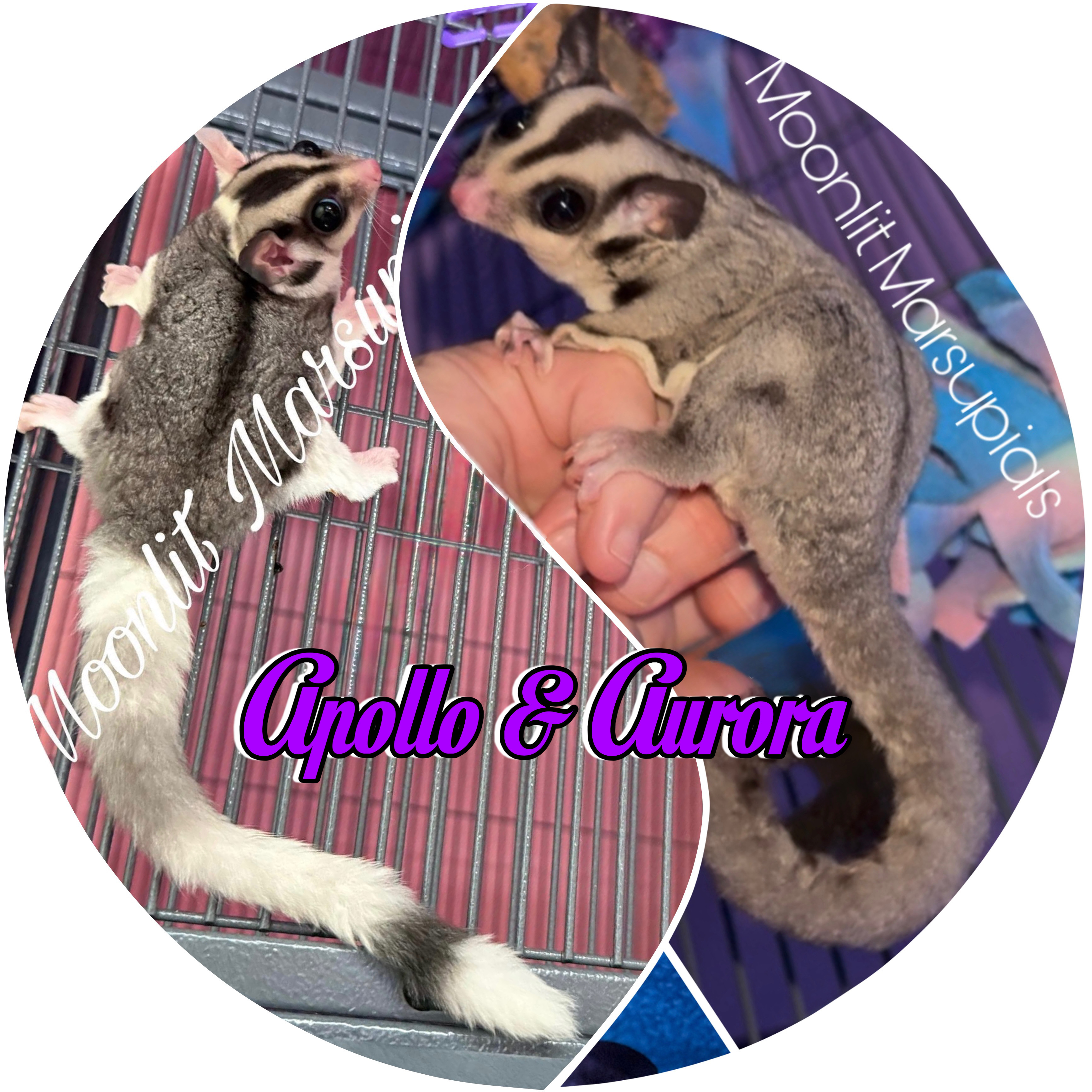 Moonlit Marsupials