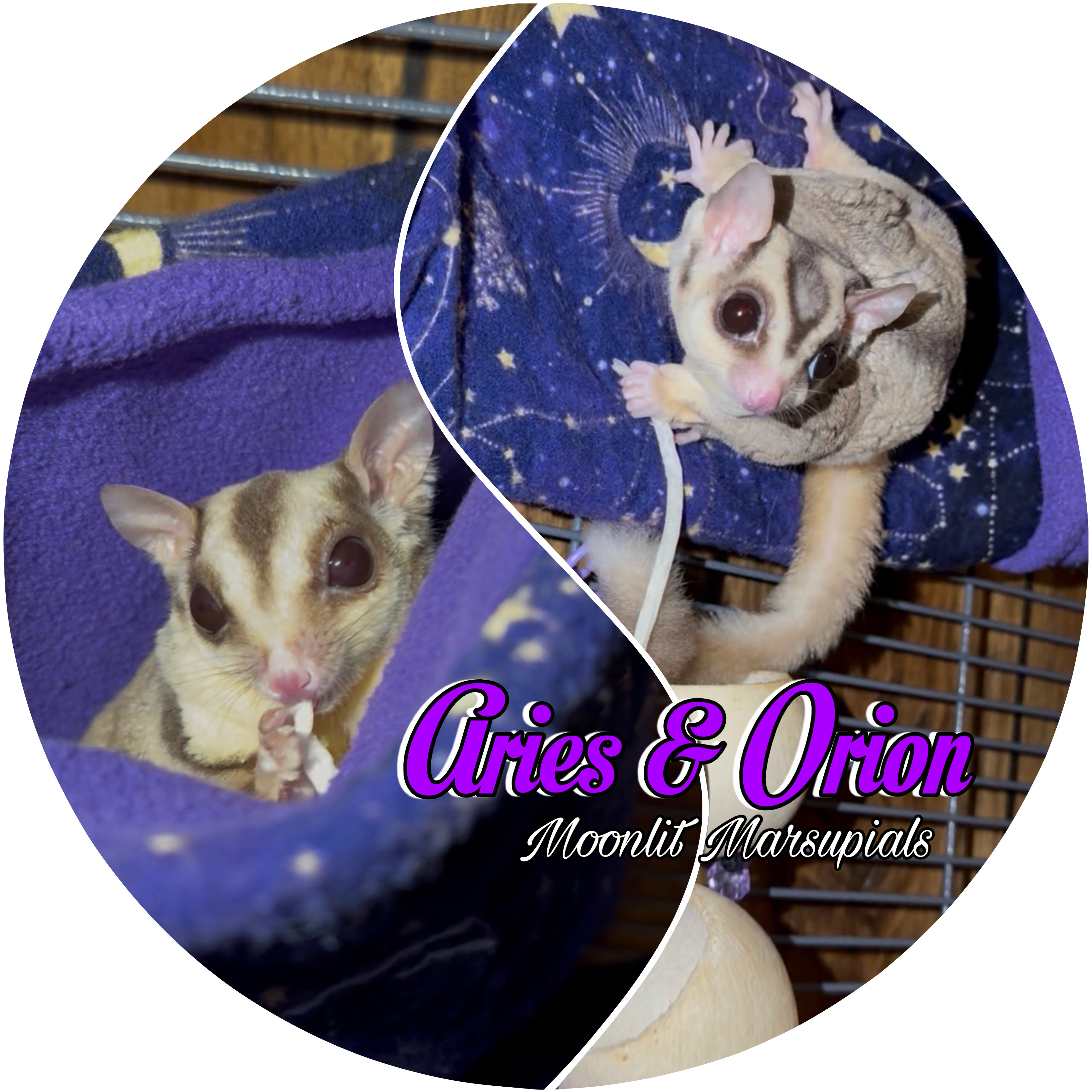 Moonlit Marsupials