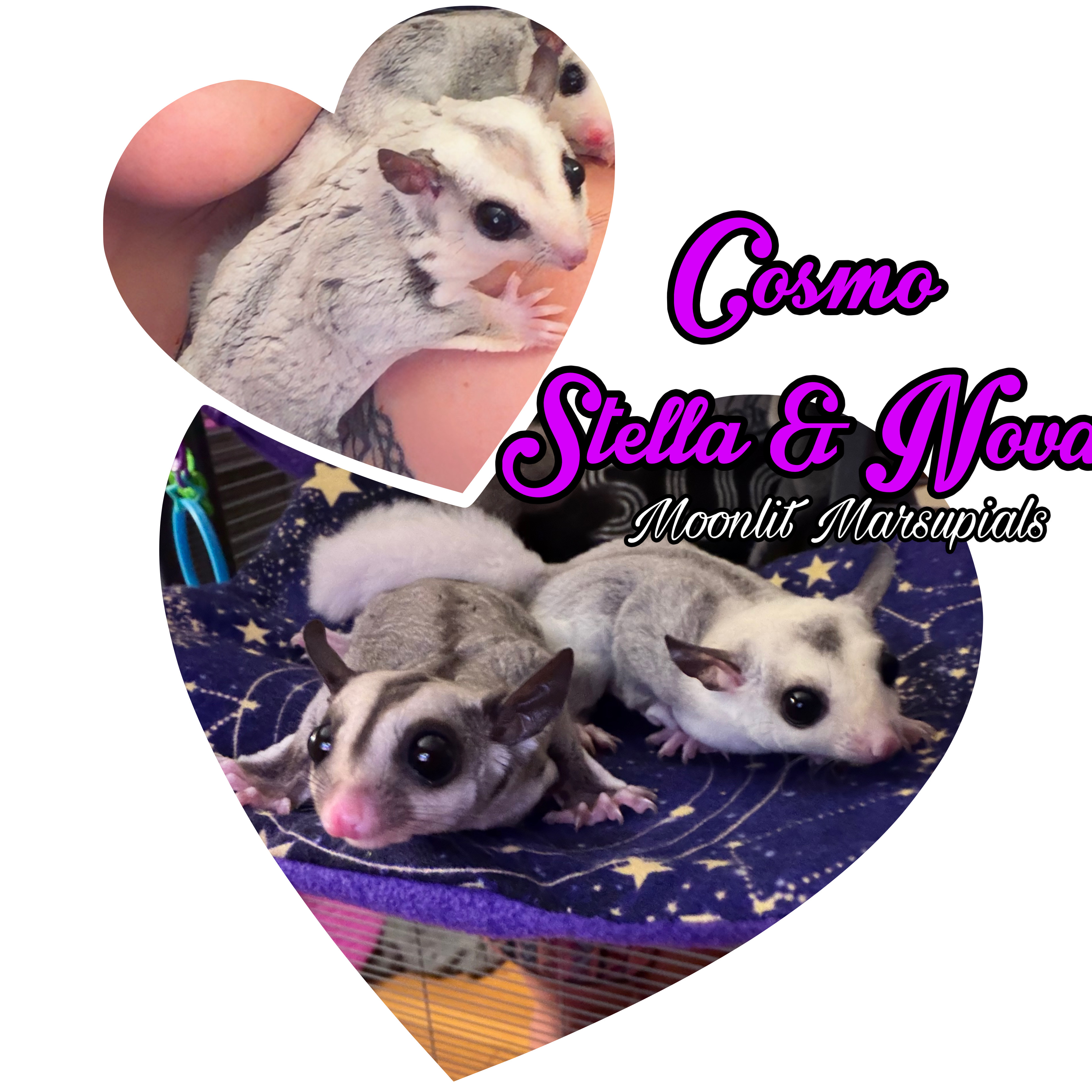 Moonlit Marsupials