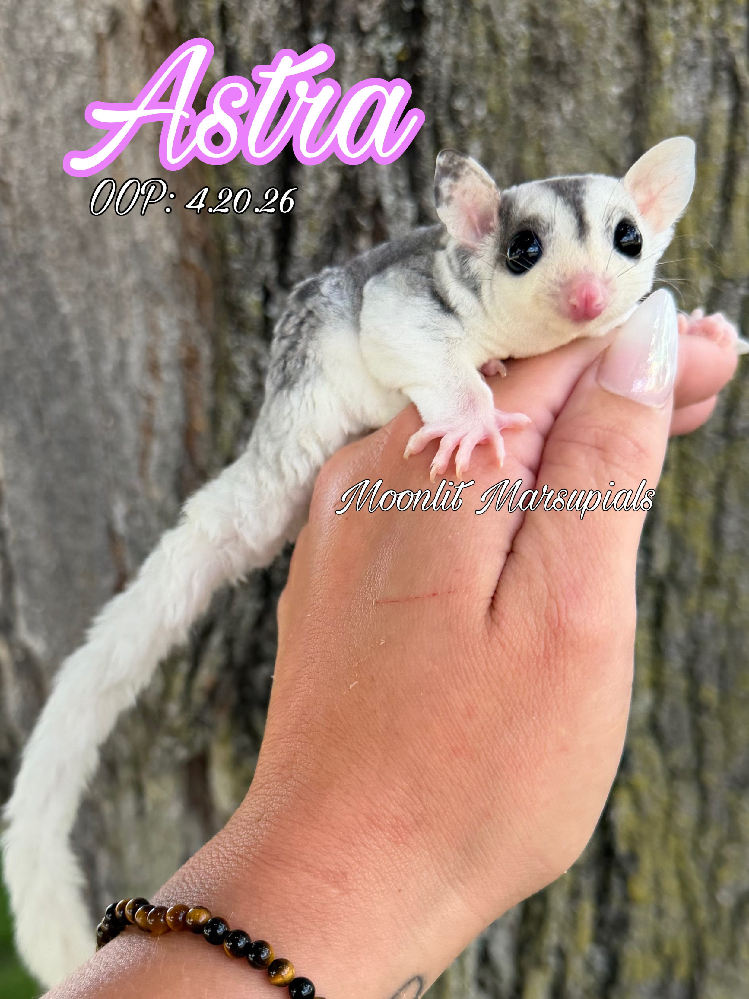 Moonlit Marsupials