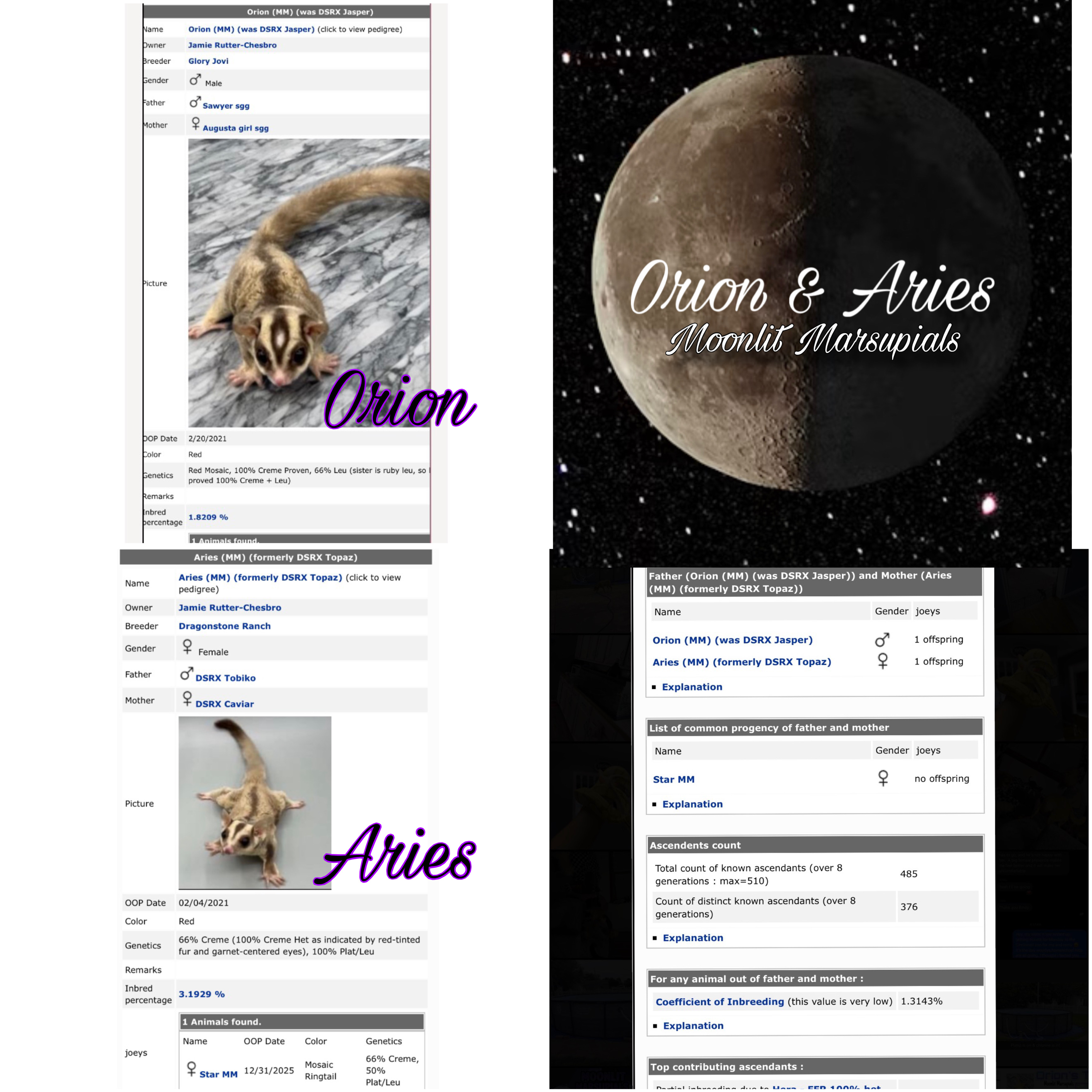 Moonlit Marsupials
