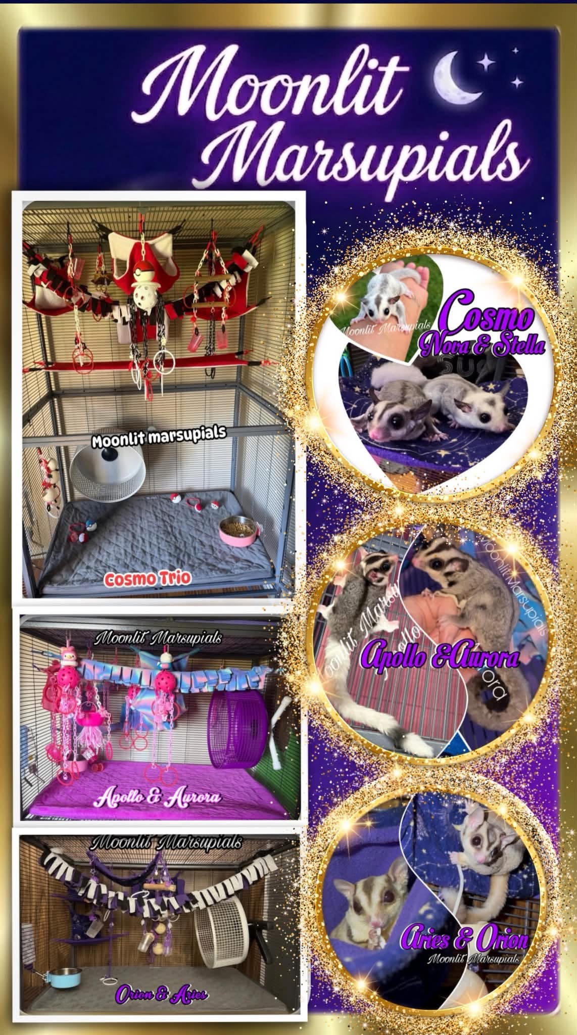 Moonlit Marsupials